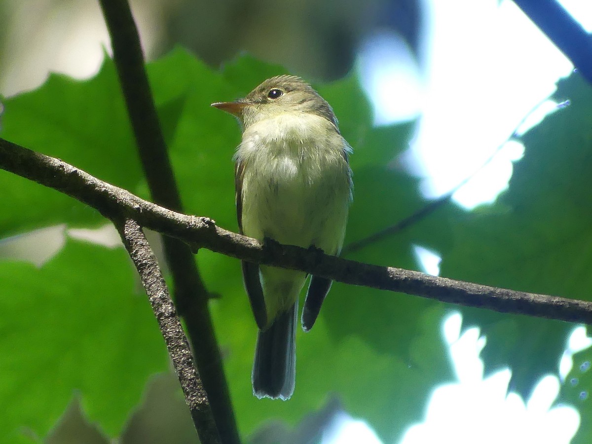 Acadian Flycatcher - ML620148264