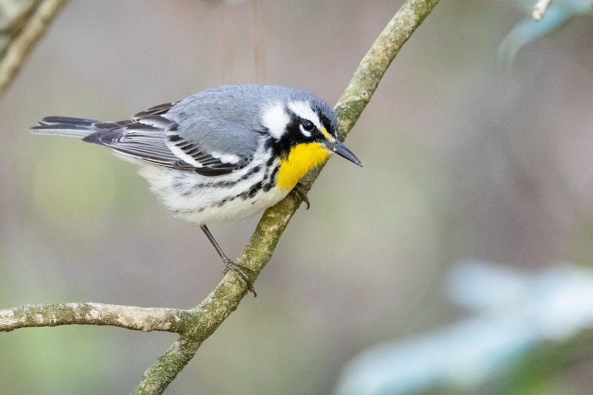 Yellow-throated Warbler (dominica/stoddardi) - ML620148265