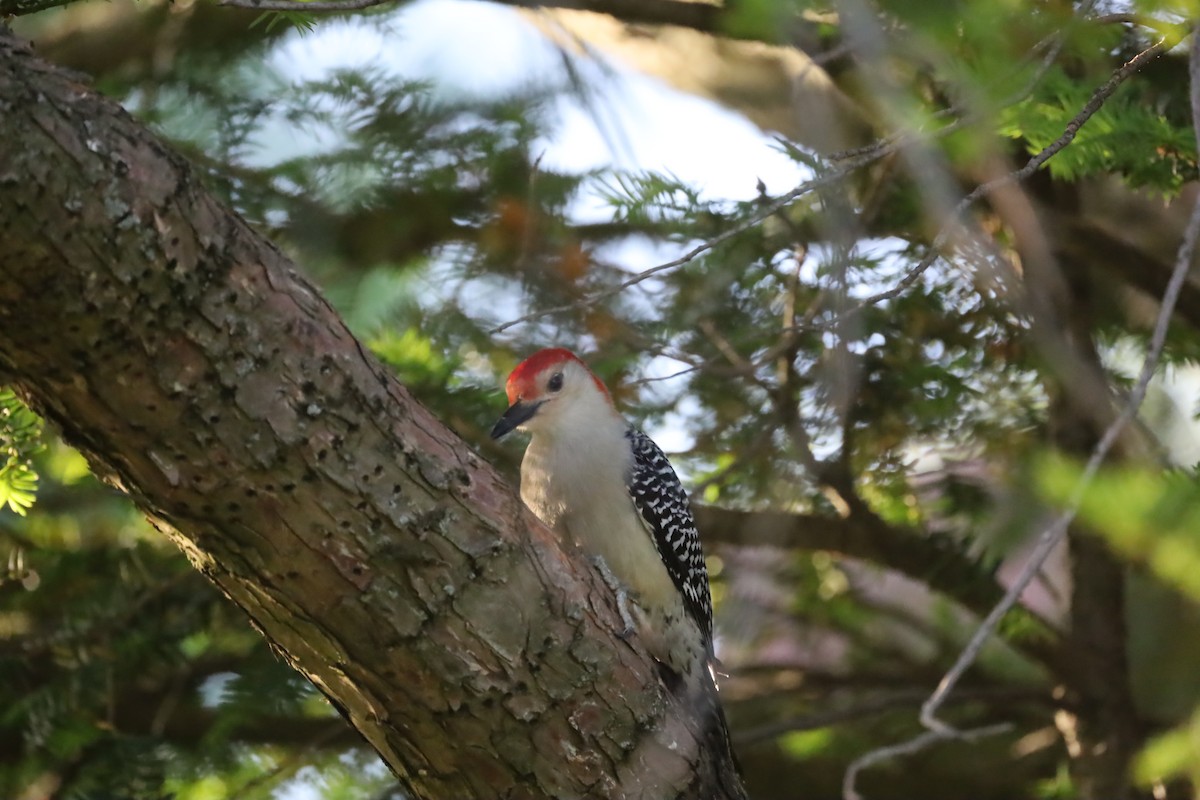 Red-bellied Woodpecker - ML620148273