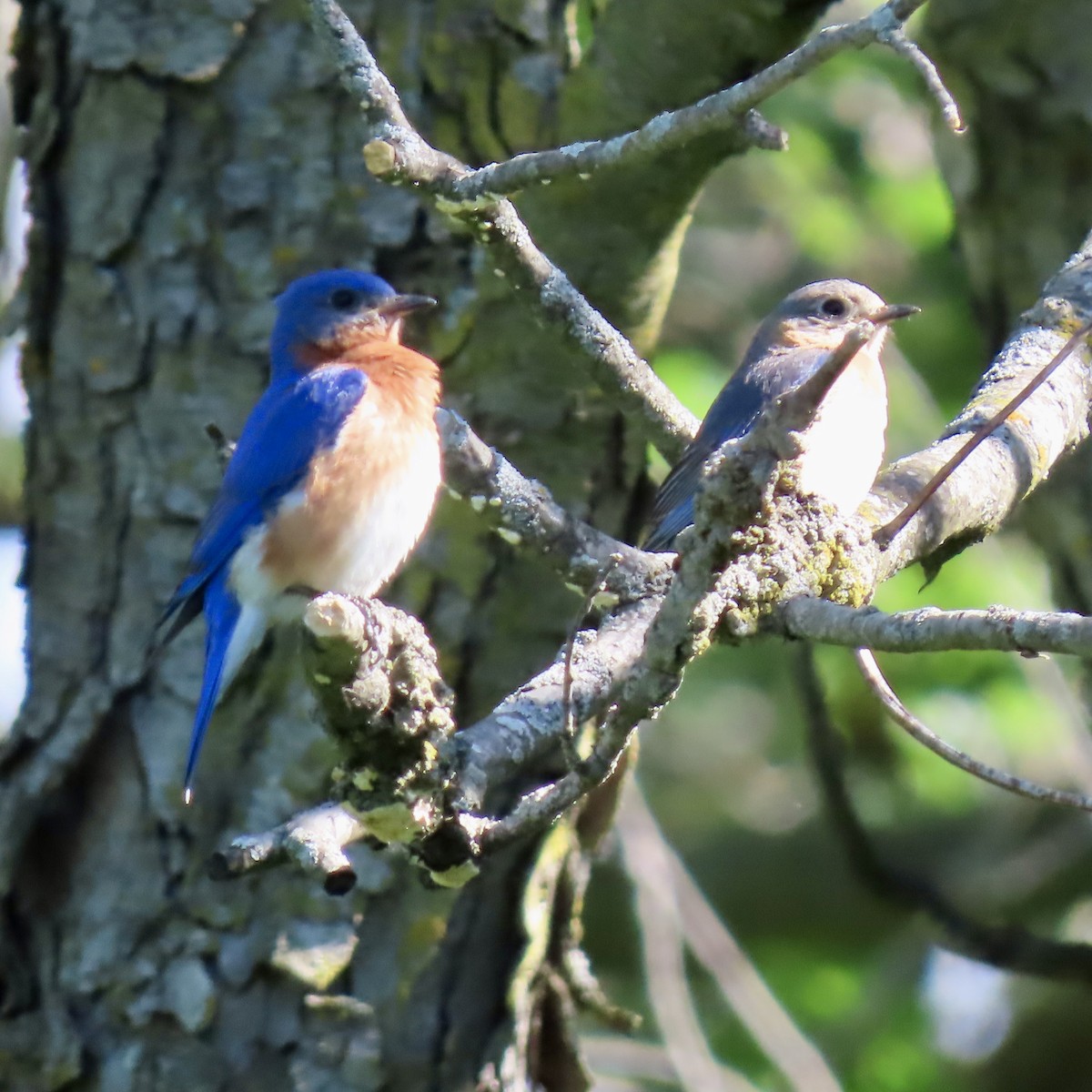 Eastern Bluebird - ML620148277