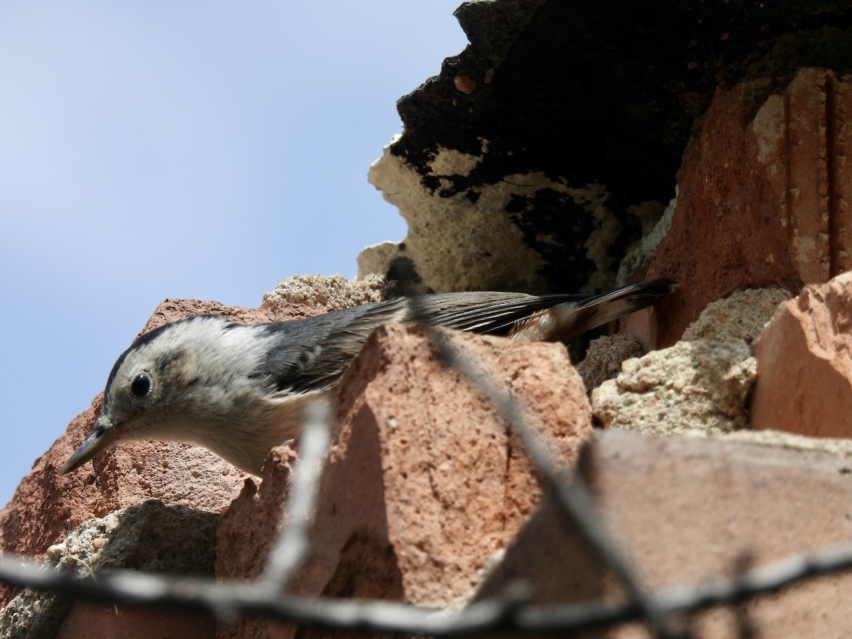 White-breasted Nuthatch - ML620148282