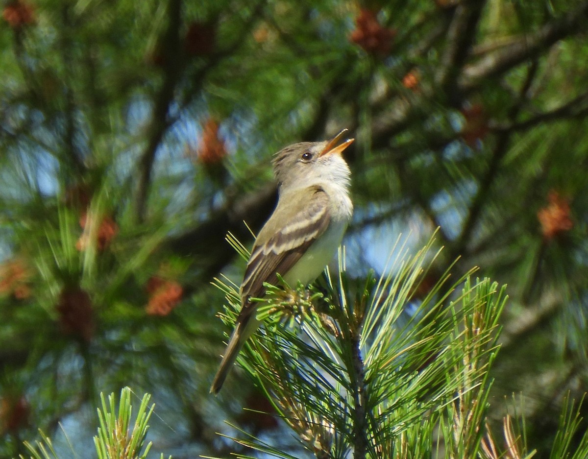 Willow Flycatcher - ML620148284