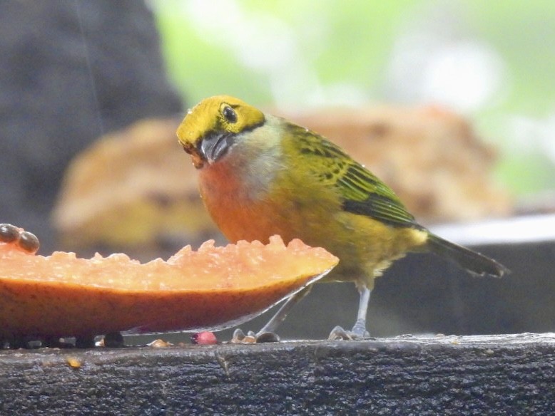 Silver-throated Tanager - ML620148287