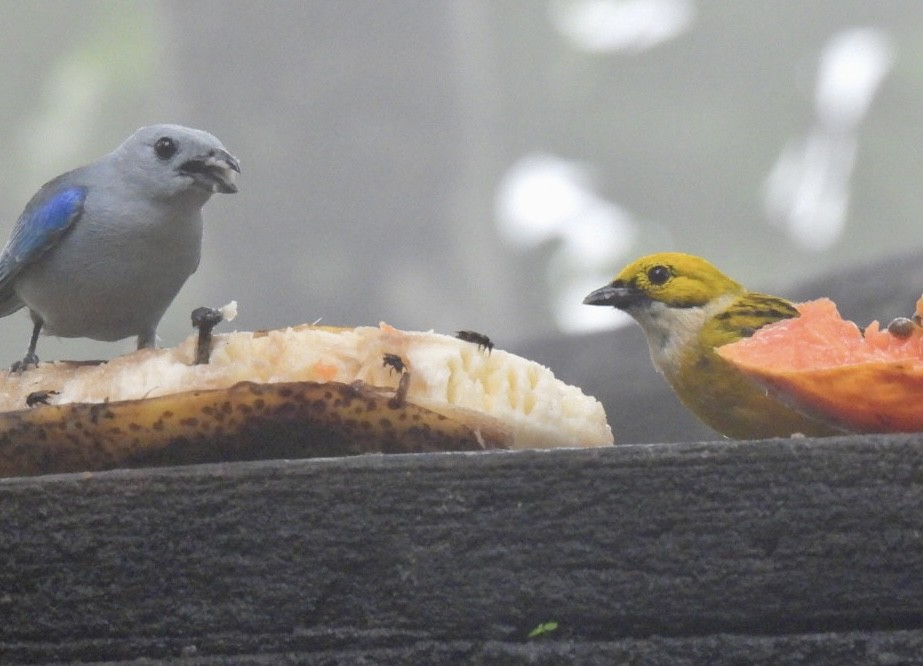 Silver-throated Tanager - ML620148288