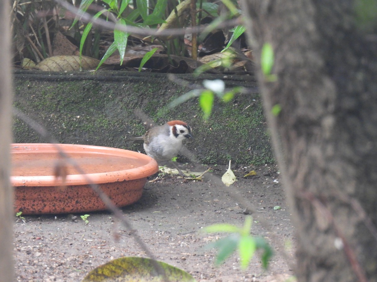 White-faced Ground-Sparrow - ML620148289