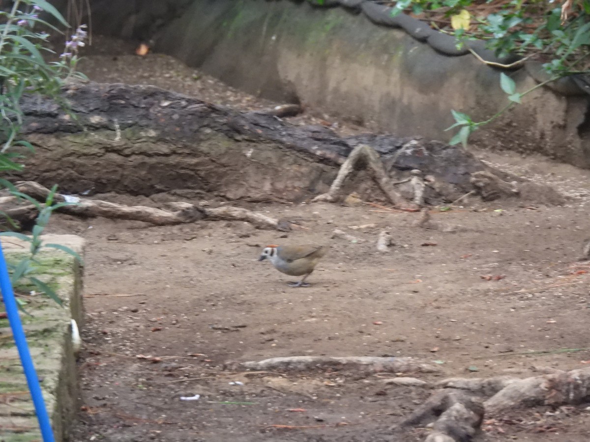 White-faced Ground-Sparrow - ML620148290