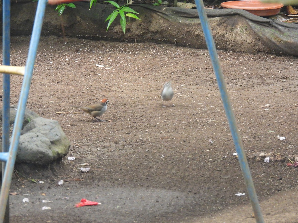 White-faced Ground-Sparrow - ML620148292