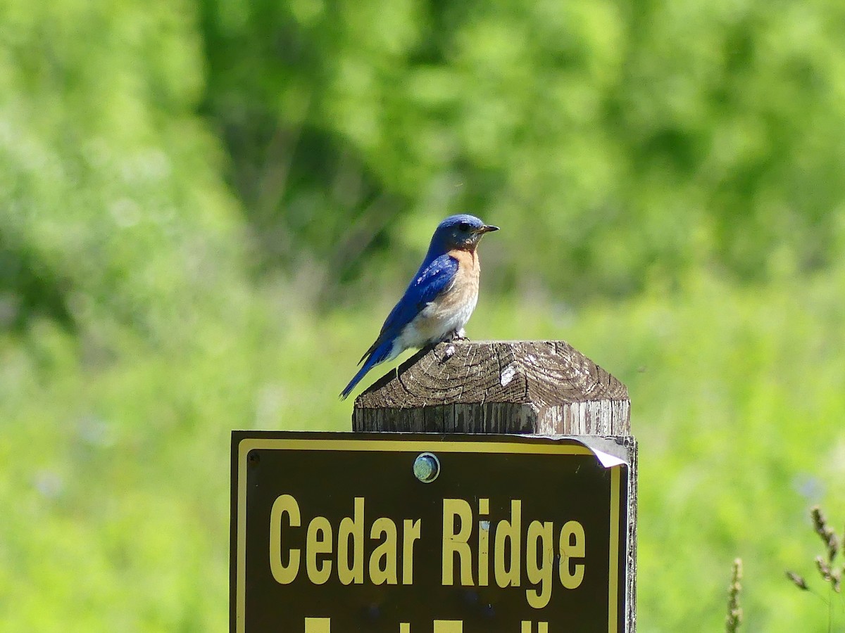 Eastern Bluebird - ML620148294