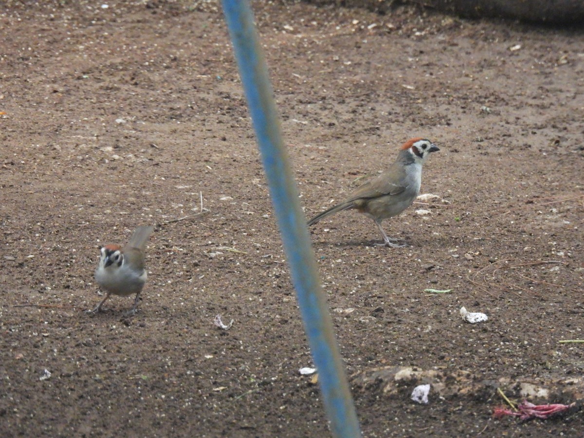White-faced Ground-Sparrow - ML620148295
