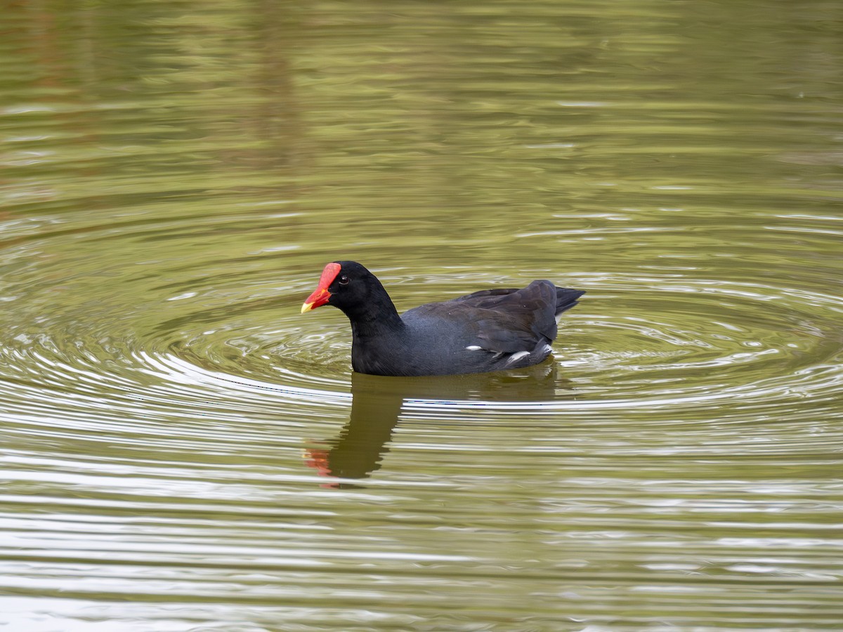 Common Gallinule - ML620148305