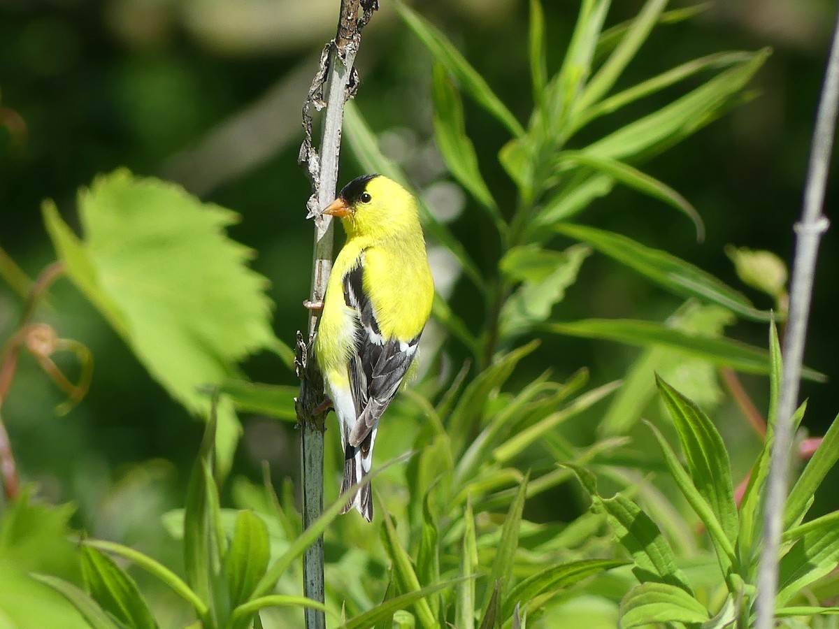 American Goldfinch - Peder Stenslie