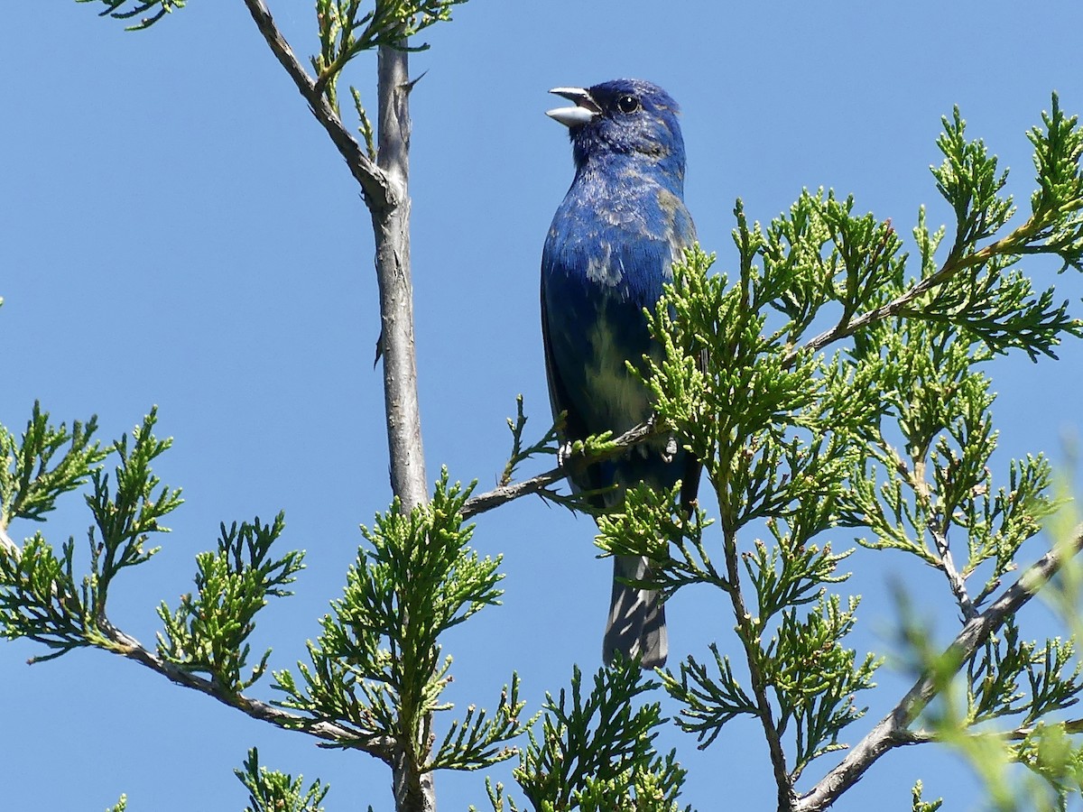 Indigo Bunting - ML620148321