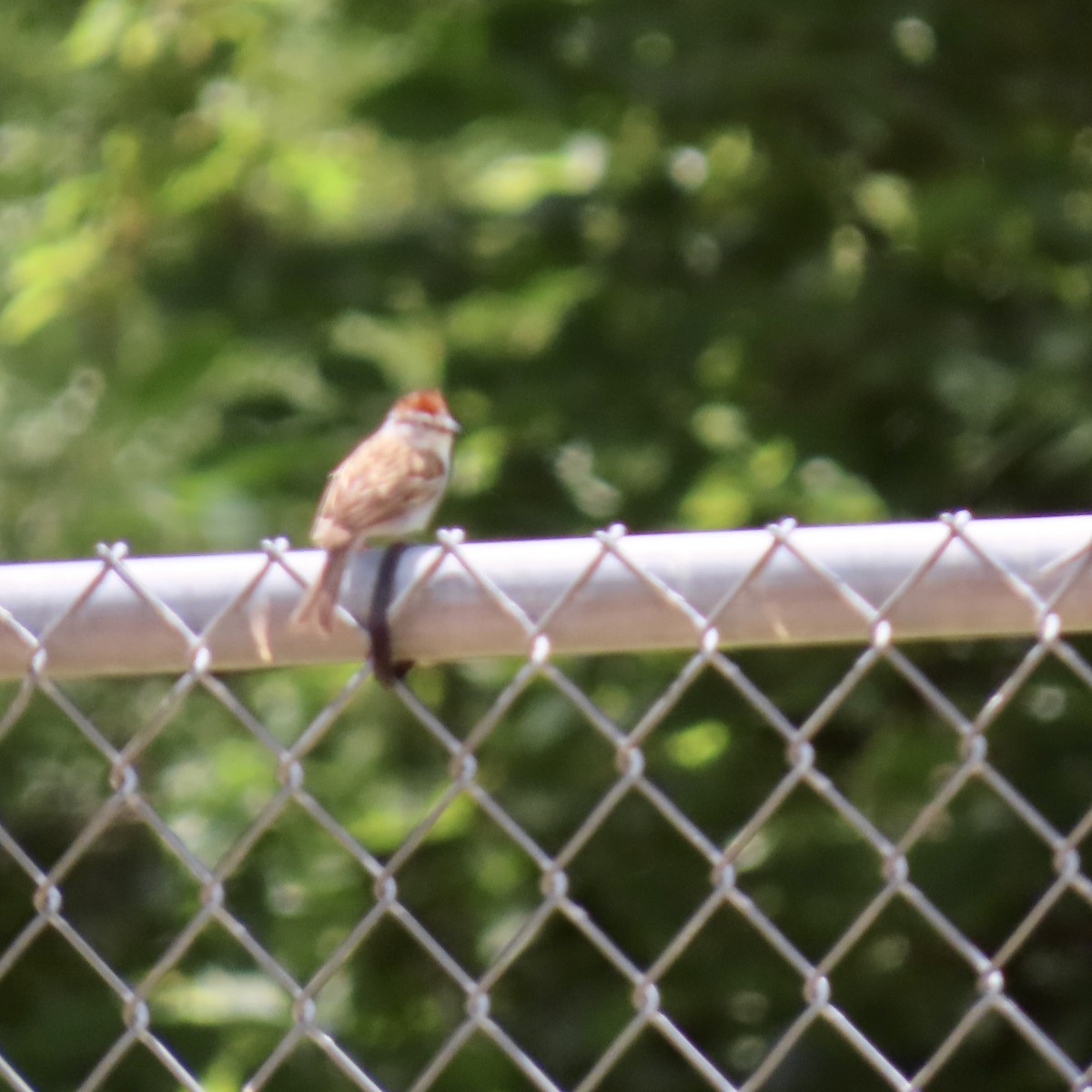 Chipping Sparrow - ML620148324