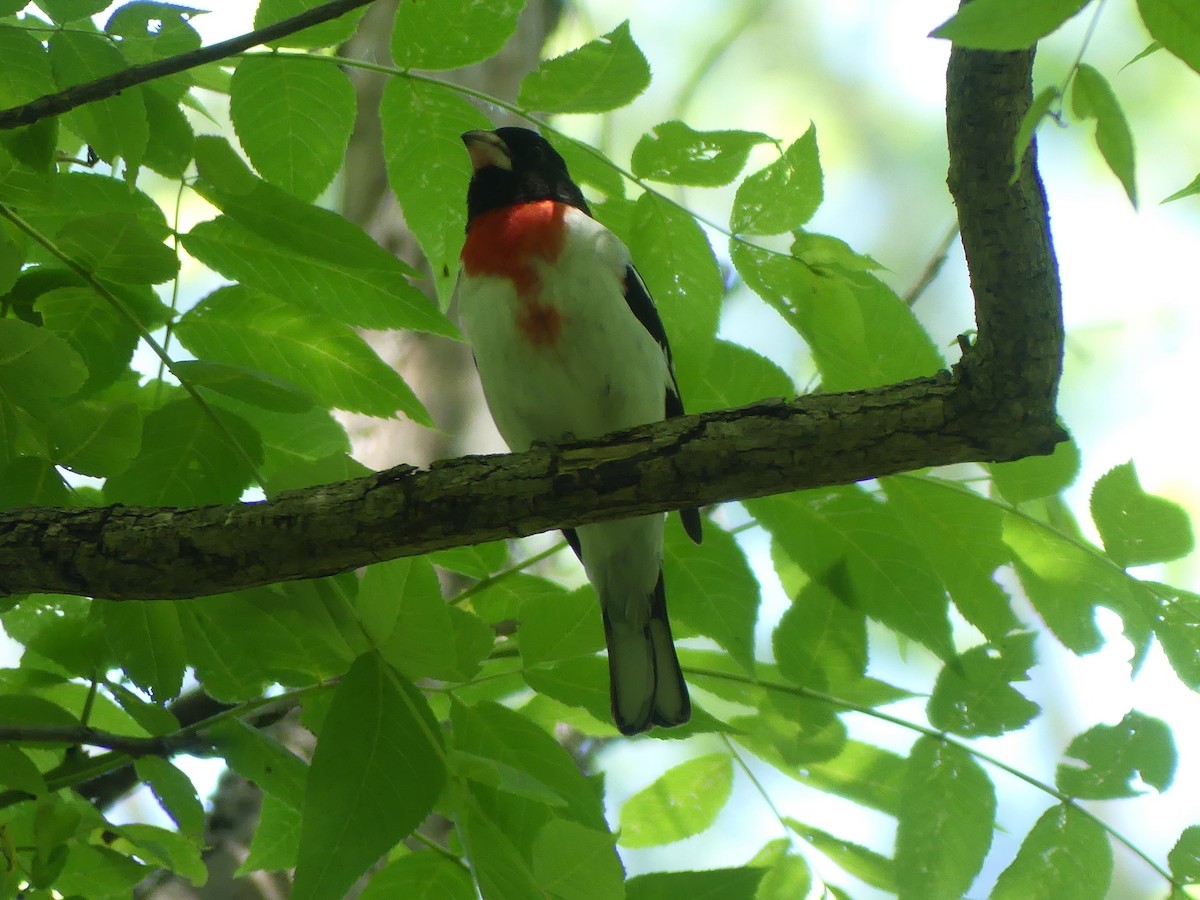 Rose-breasted Grosbeak - ML620148326