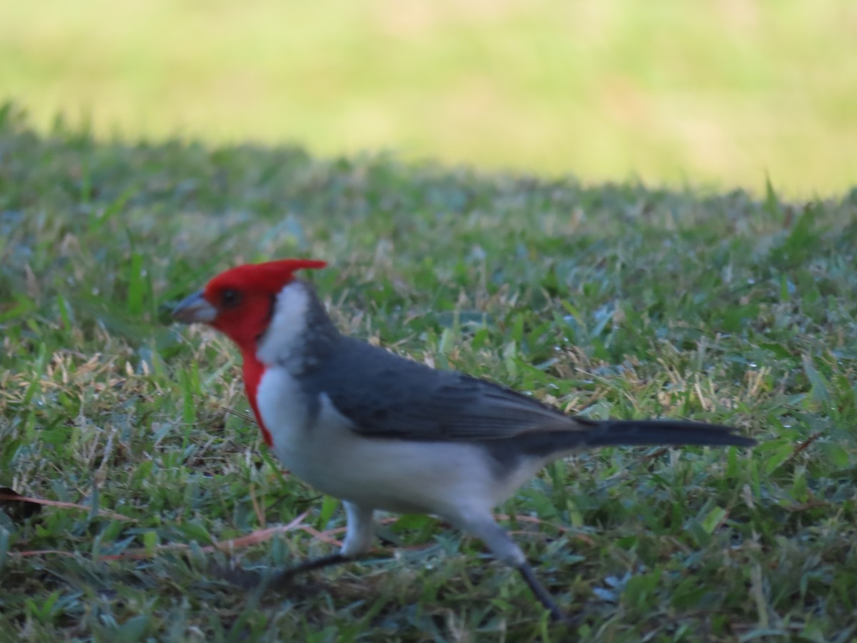 Red-crested Cardinal - ML620148334