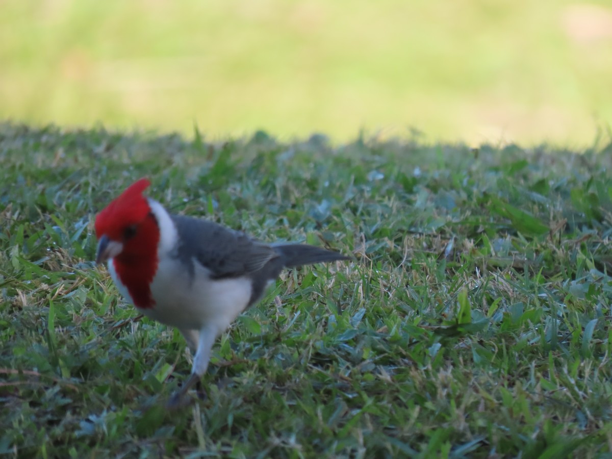 Red-crested Cardinal - ML620148335