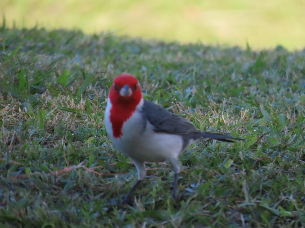 Red-crested Cardinal - ML620148336