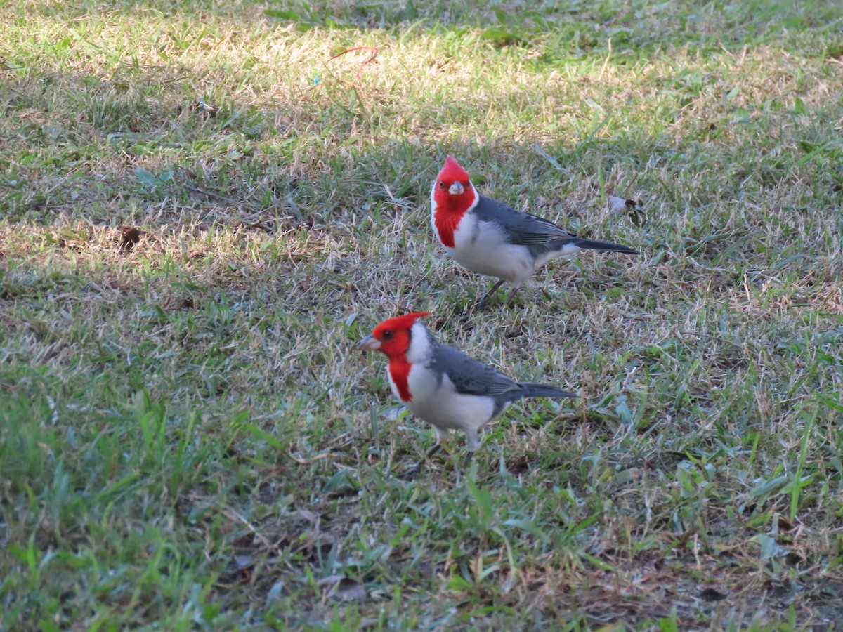 Red-crested Cardinal - ML620148337