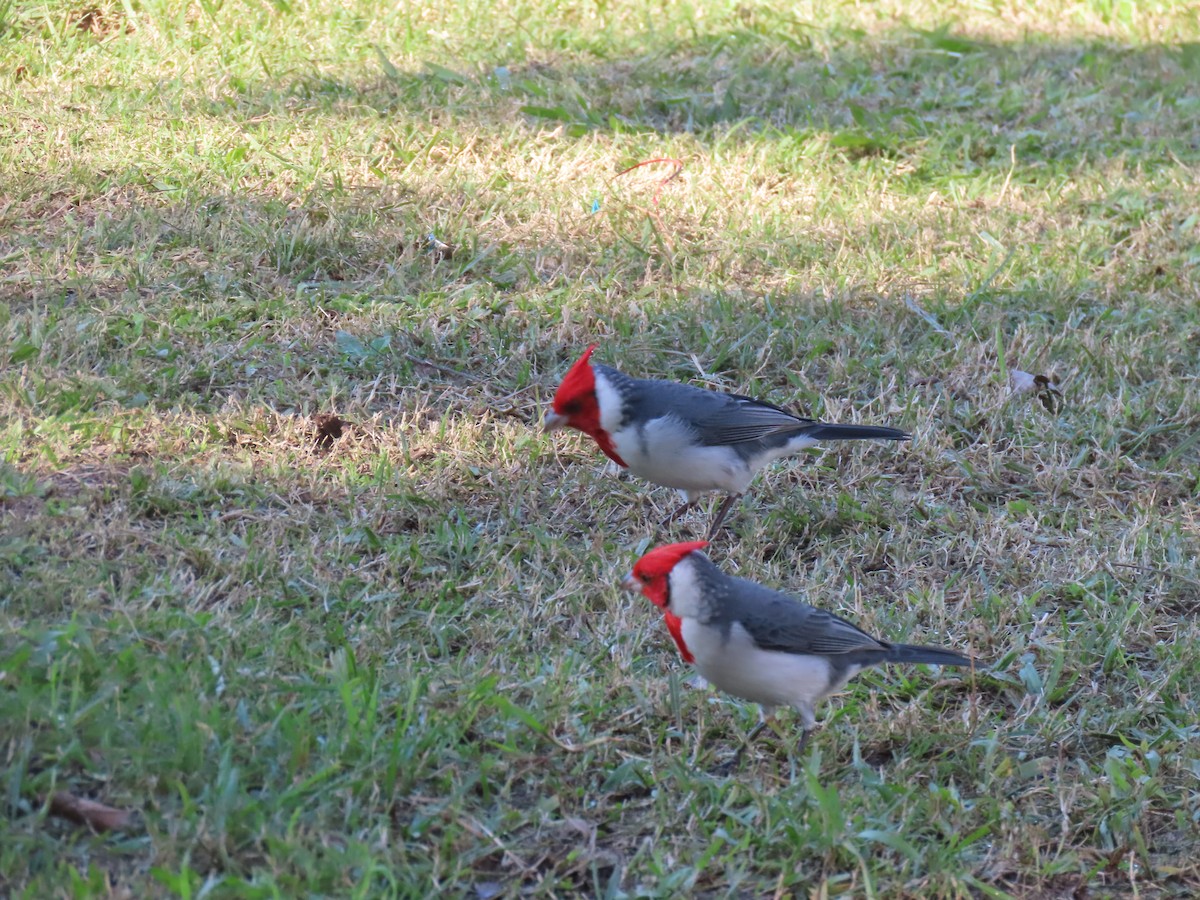 Red-crested Cardinal - ML620148338