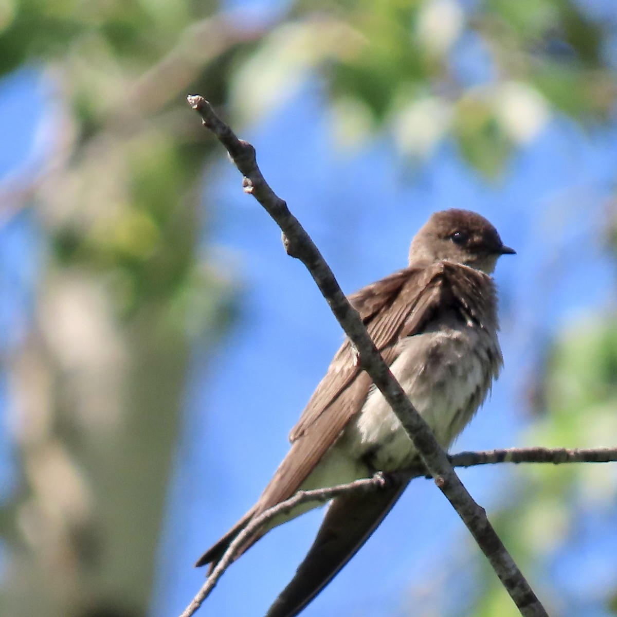 Northern Rough-winged Swallow - ML620148343