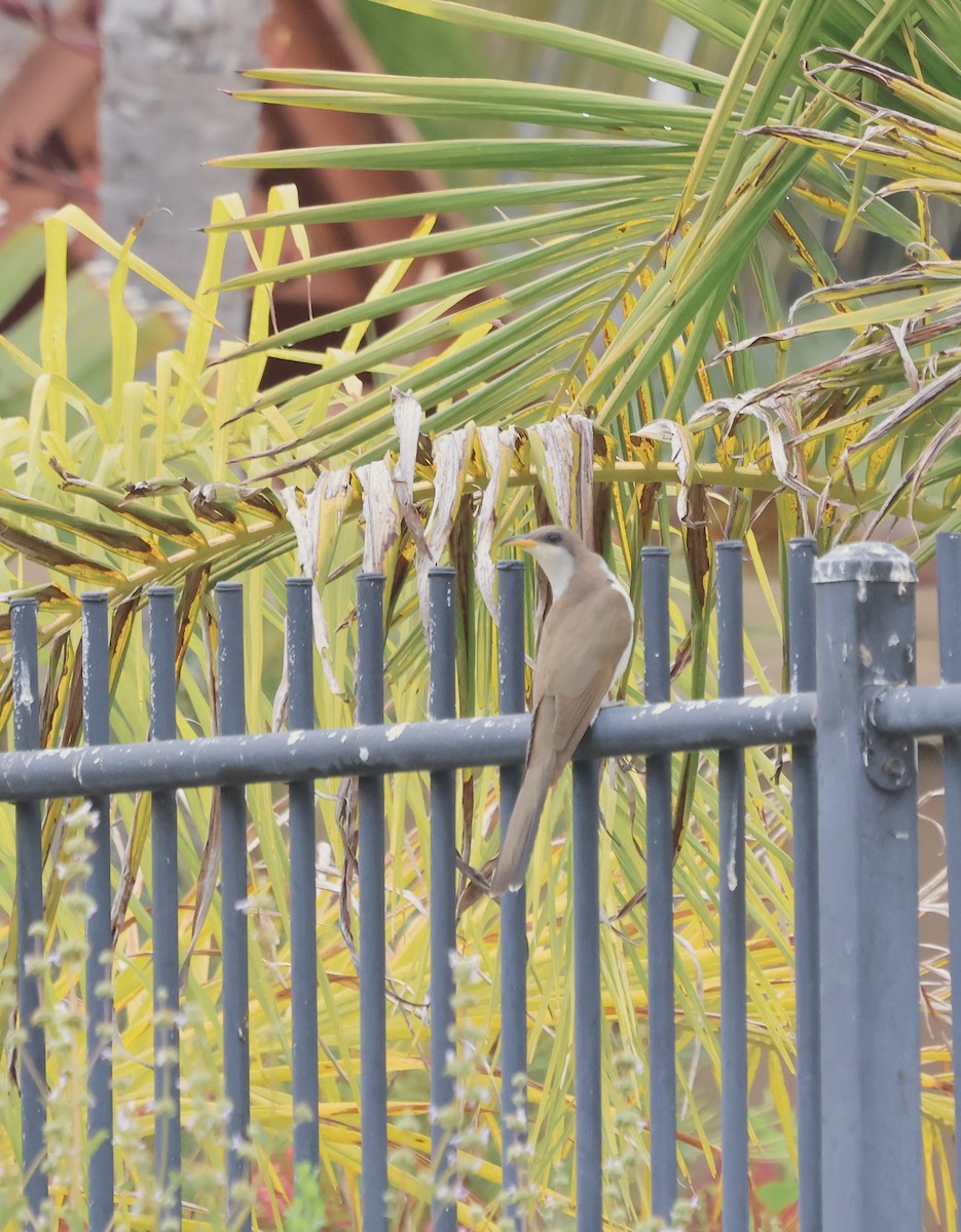 Yellow-billed Cuckoo - ML620148350