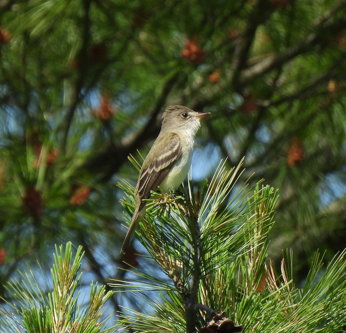 Willow Flycatcher - ML620148354