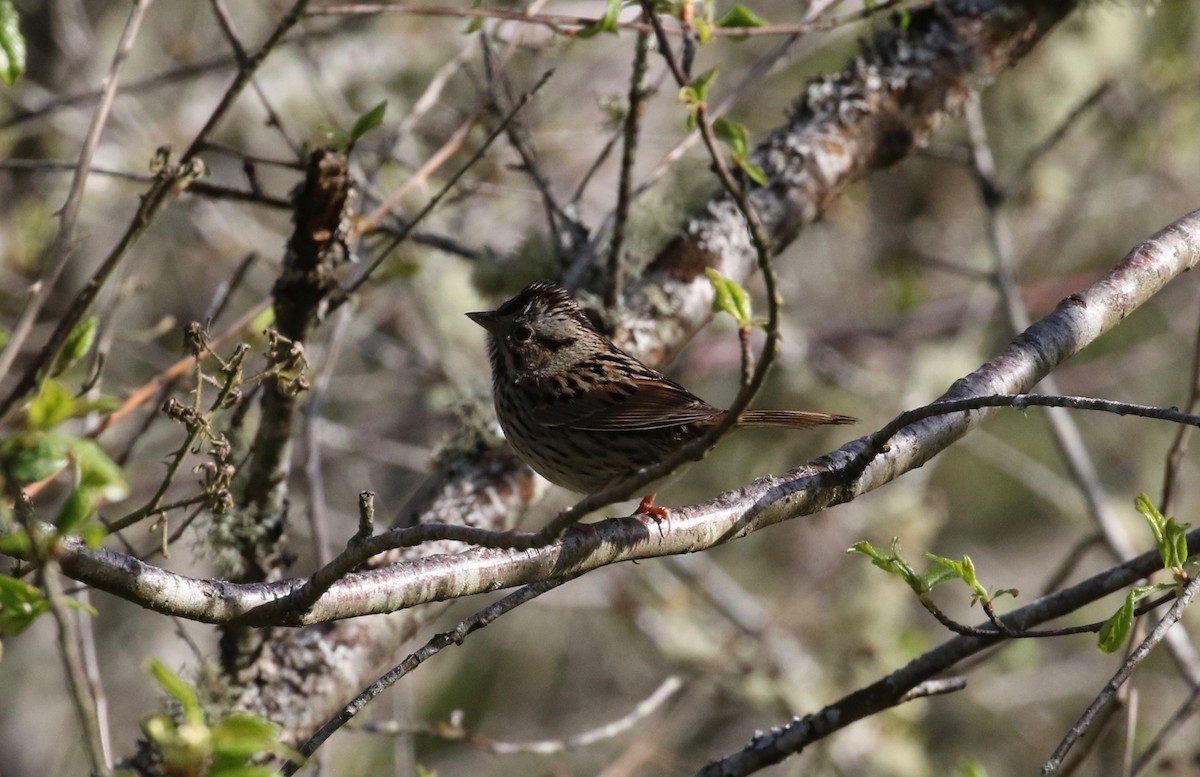 Lincoln's Sparrow - ML620148356