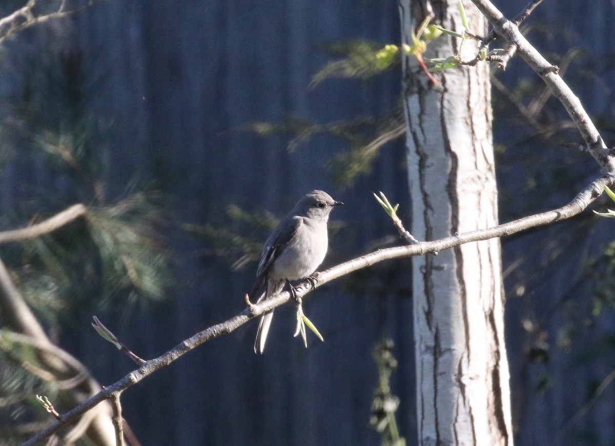 Townsend's Solitaire - ML620148358