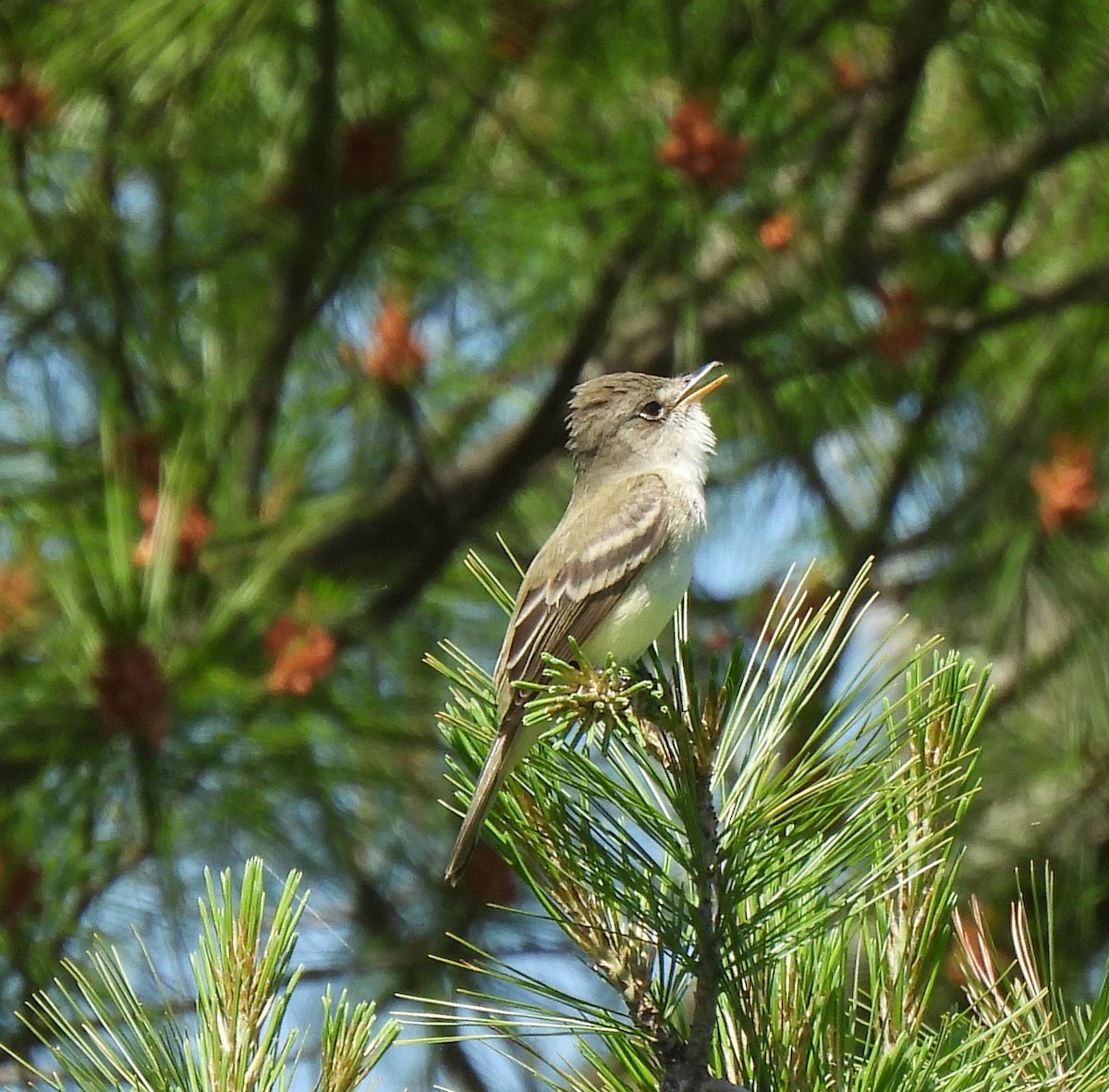 Willow Flycatcher - ML620148361