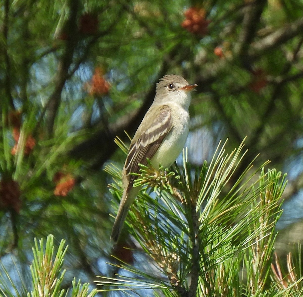 Willow Flycatcher - ML620148365