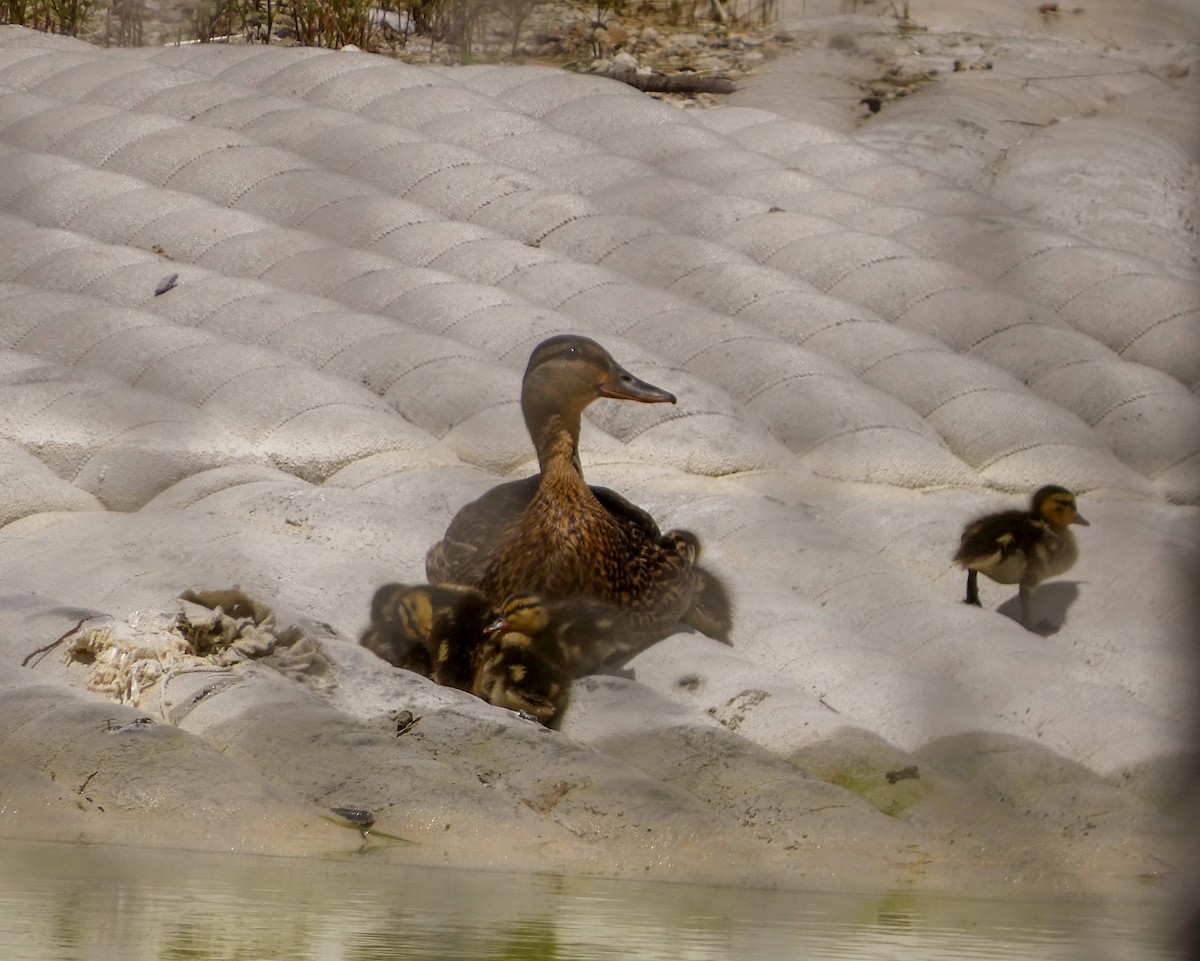 Canard colvert - ML620148366