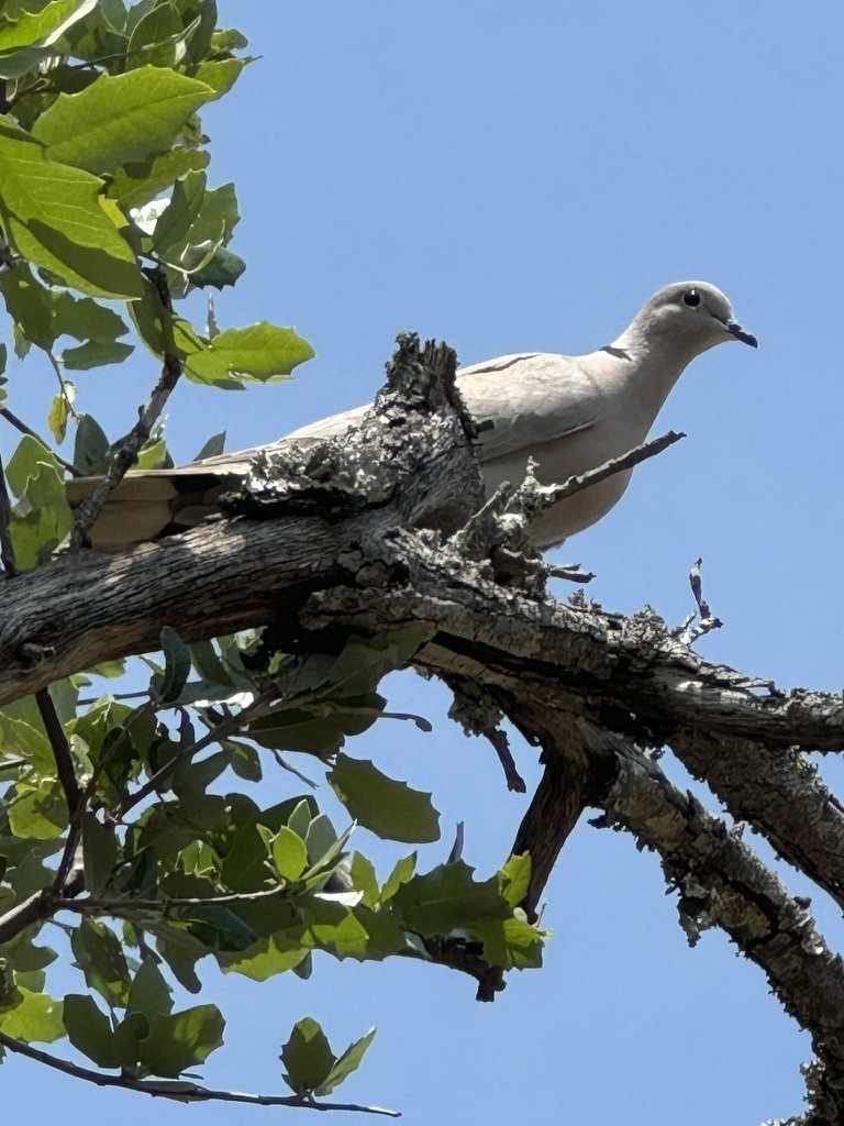 Eurasian Collared-Dove - ML620148369
