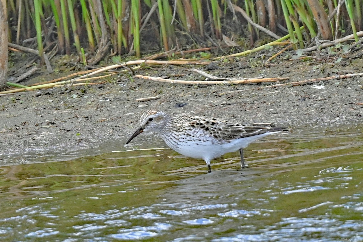 Weißbürzel-Strandläufer - ML620148372