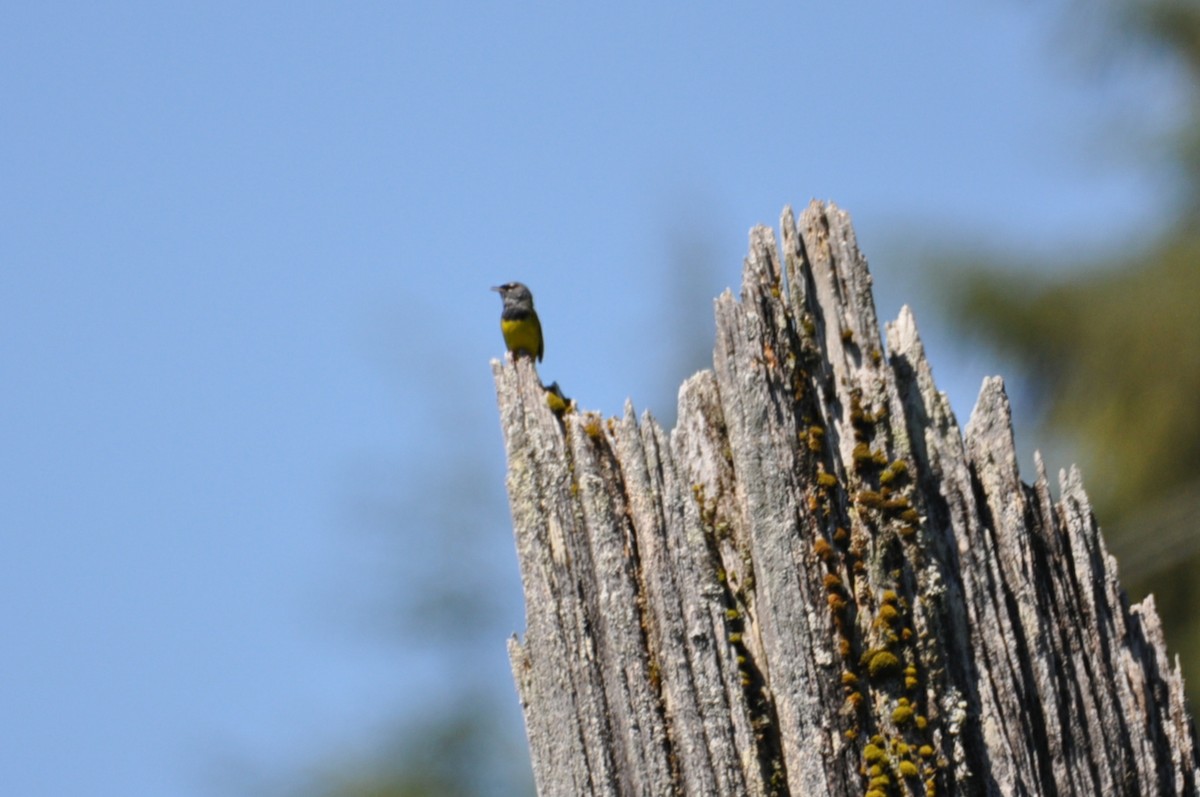 MacGillivray's Warbler - ML620148374