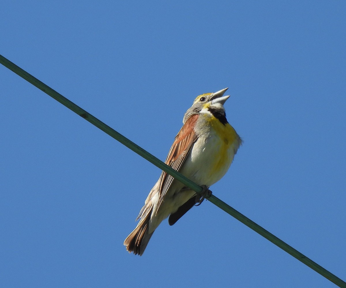 Dickcissel d'Amérique - ML620148384