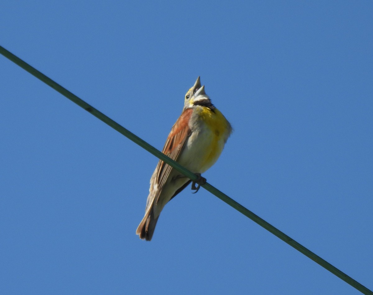 Dickcissel d'Amérique - ML620148391