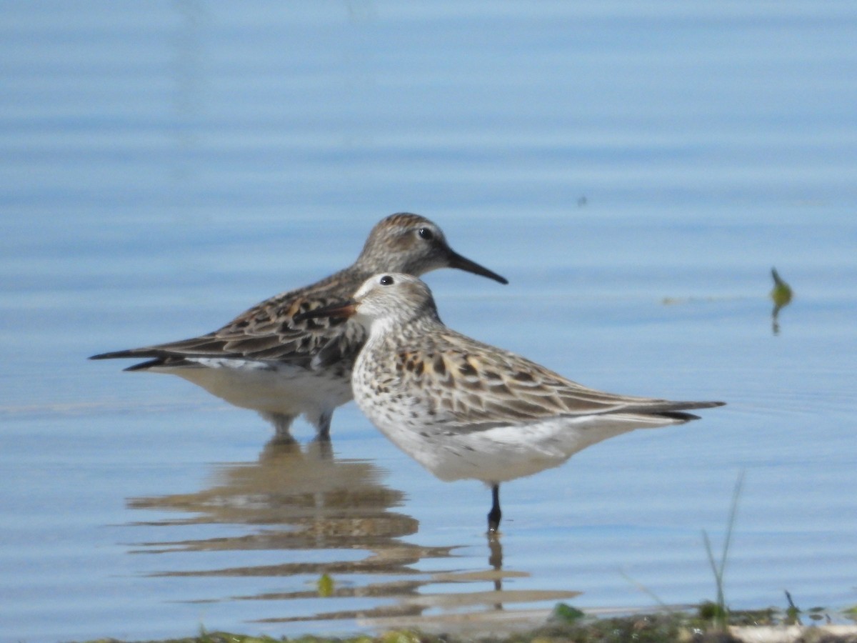 White-rumped Sandpiper - ML620148393