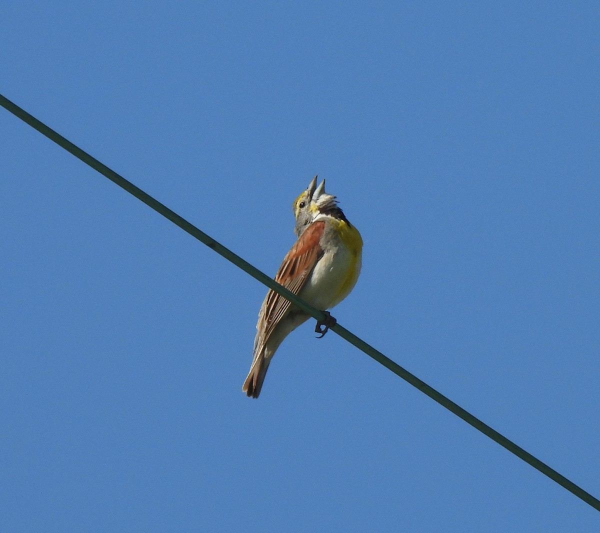 Dickcissel d'Amérique - ML620148394