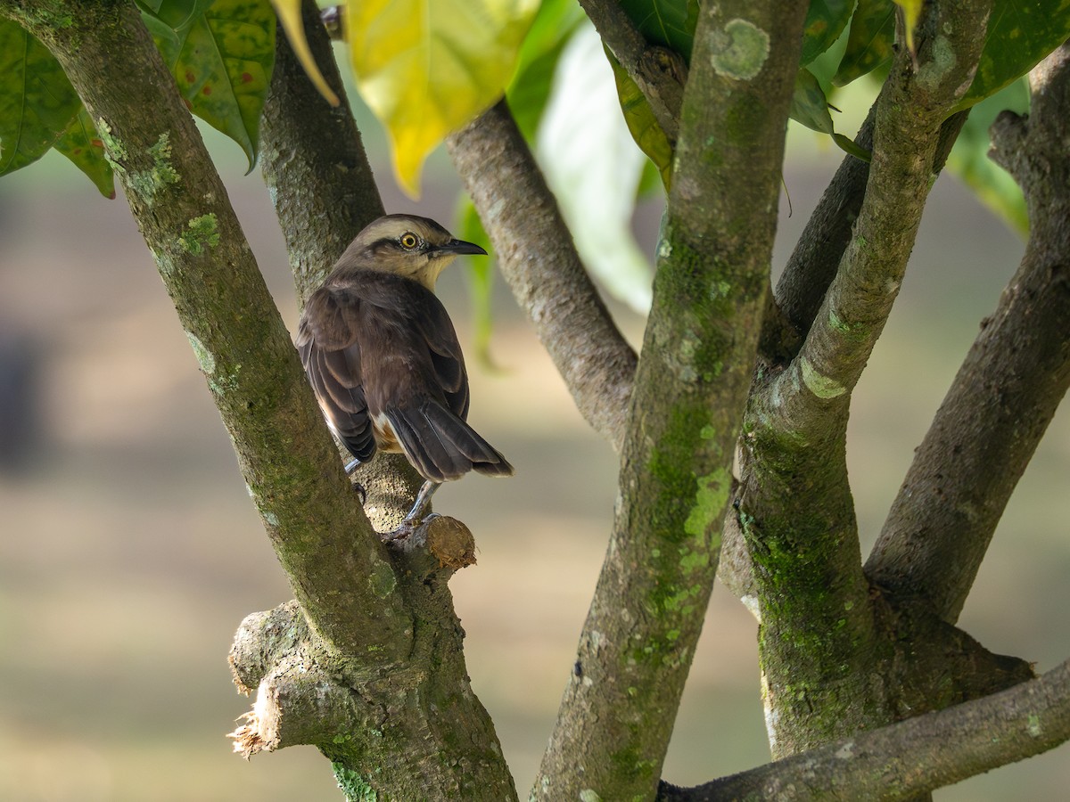 Chalk-browed Mockingbird - ML620148396