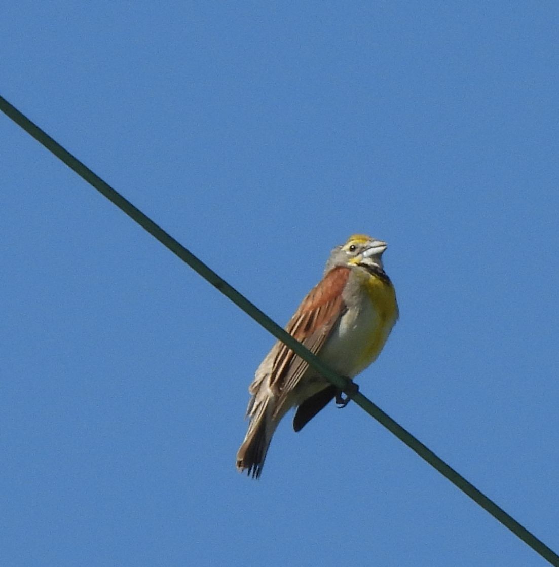 Dickcissel - ML620148403