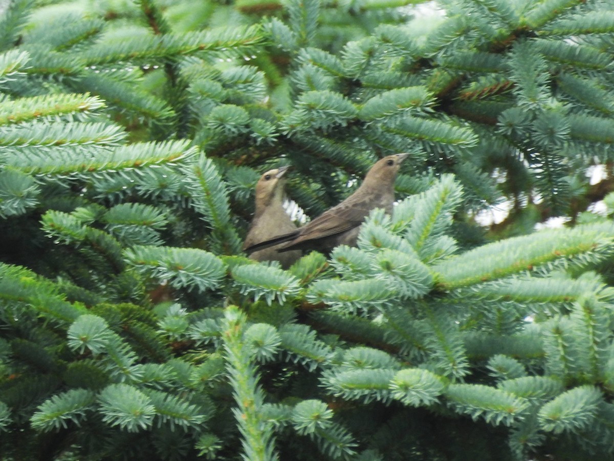 Brown-headed Cowbird - ML620148424