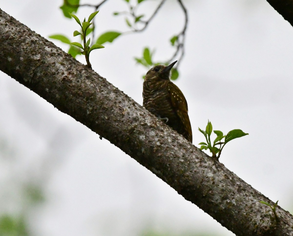 Dot-fronted Woodpecker - ML620148426