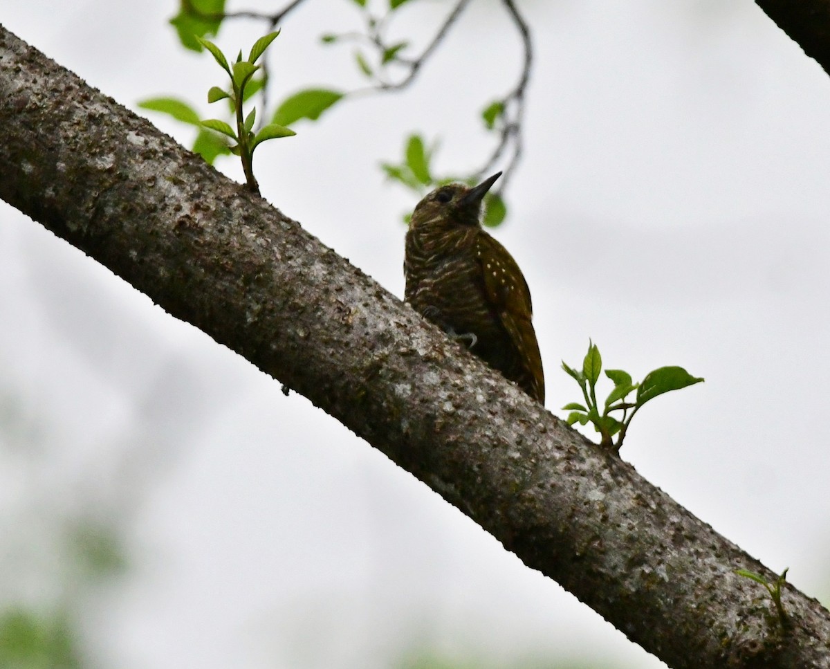 Carpintero de las Yungas - ML620148426