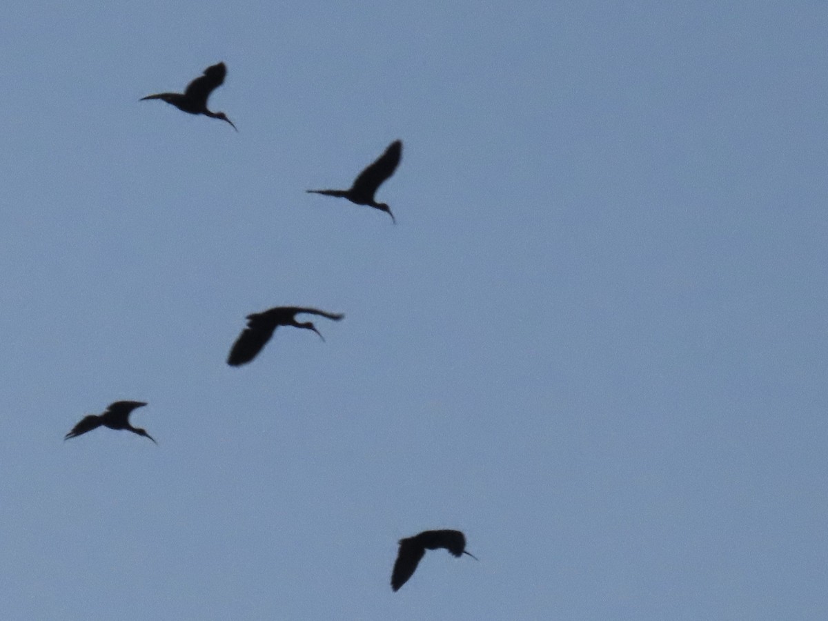 ibis tmavý - ML620148428