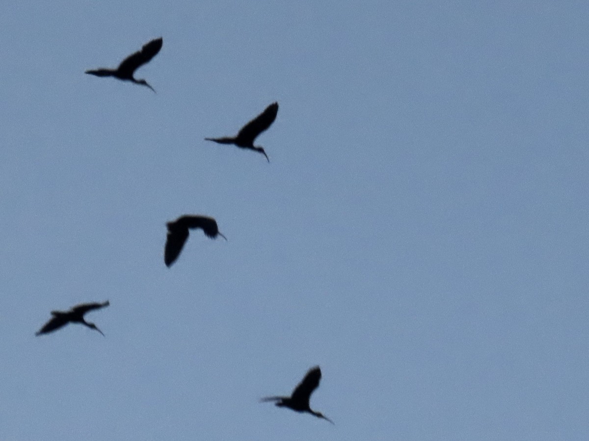 ibis tmavý - ML620148429