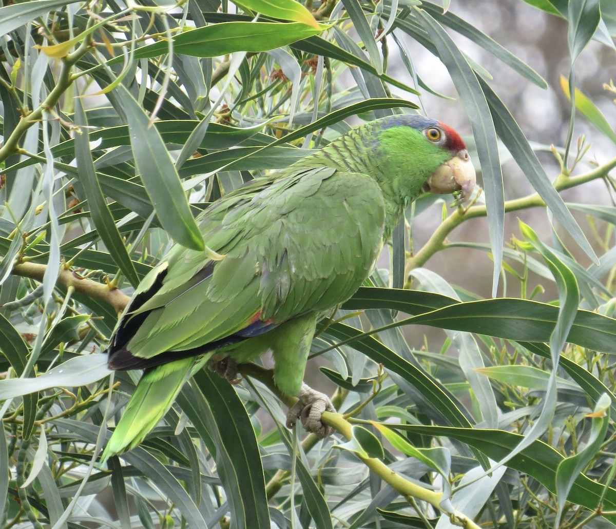 Red-crowned Parrot - ML620148432