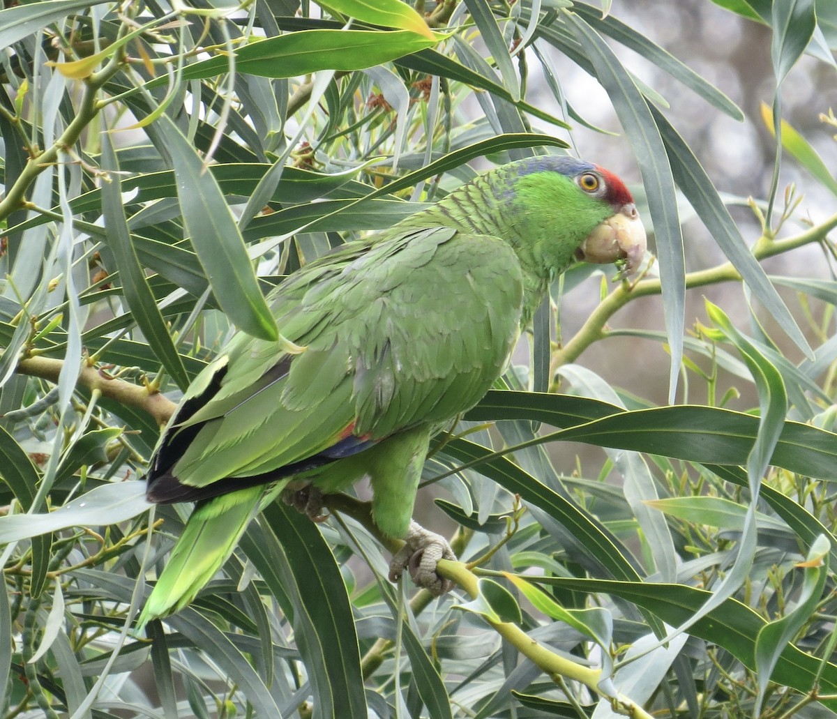 メキシコアカボウシインコ - ML620148432