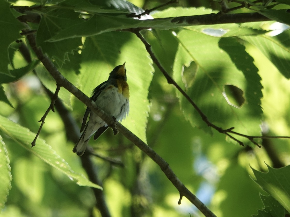 Northern Parula - ML620148435