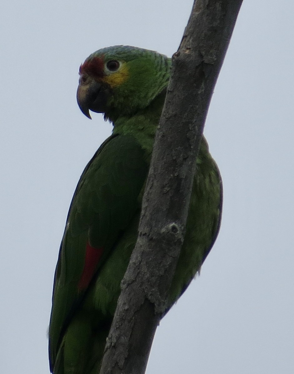Red-lored Parrot - ML620148470