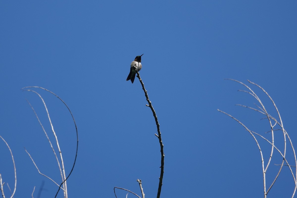 Colibrí Gorjirrubí - ML620148484